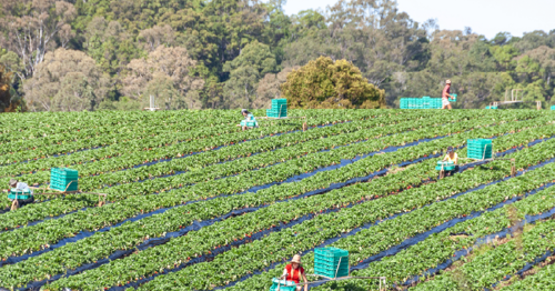 LHA files Supreme Court action alleging four Swan Hill farms used unlicensed labour hire