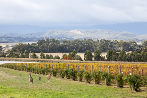 Tackling issues in horticulture at the Yarra Valley Labour Hire Forum in March