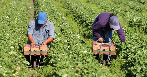 Nine criminal charges filed against director of labour hire company for providing false information to LHA