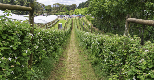 Media Release: Helping horticulture businesses have a safe harvest