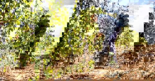 Media release: Yarra Valley compliance issues draw regulators to Healesville to meet growers and labour hire firms