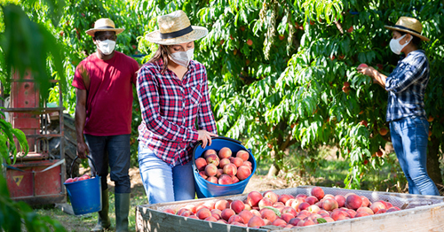 Victorian company and its director issued $264,352 total penalty for engaging unlicensed labour hire providers