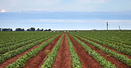 Human trafficking in labour hire: what to look for and how to report it