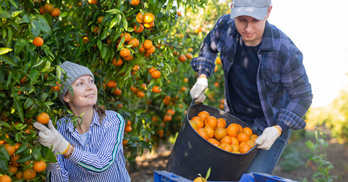 Criminal charges filed against horticulture business owner who allegedly provided false information to LHA
