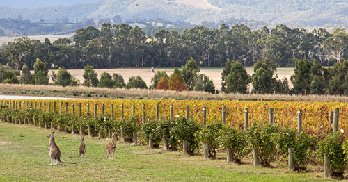 Alleged non-compliance uncovered by LHA at Yarra Valley farms, as part of ongoing focus in horticulture