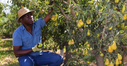 Yarra valley orchard, allegedly unlicensed provider and director face legal action
